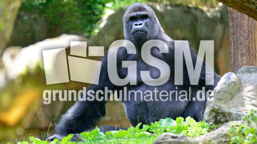 Silberrücken (1).jpg